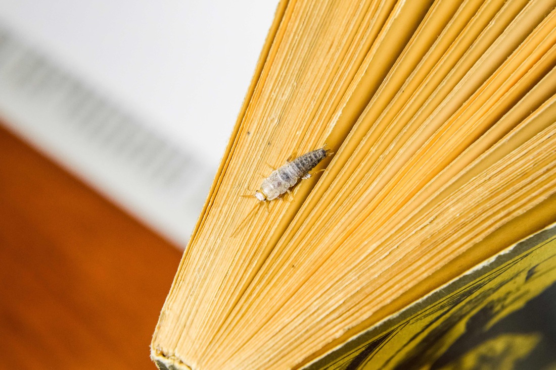 Silverfish on top a book
