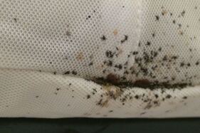 Bug bugs on a mattress. 