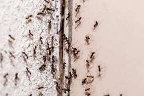 Ants on a wall. 