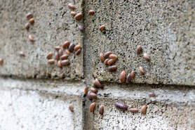 Sowbug on a wall. 