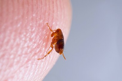 A flea stuck to a finger. 