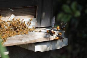 Bees and hornets on a house