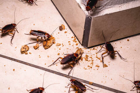 Ants eating food crums 