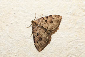 moth on a wall.