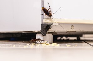 Cockroaches crawling on a fridge