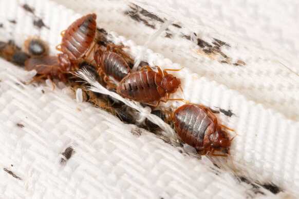 Close up image of bed bugs. 