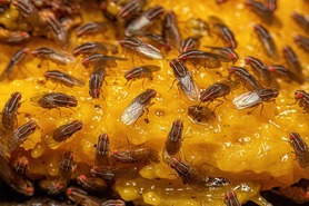 Fruit flies crawling over food