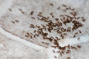 Ants crawling on a wall